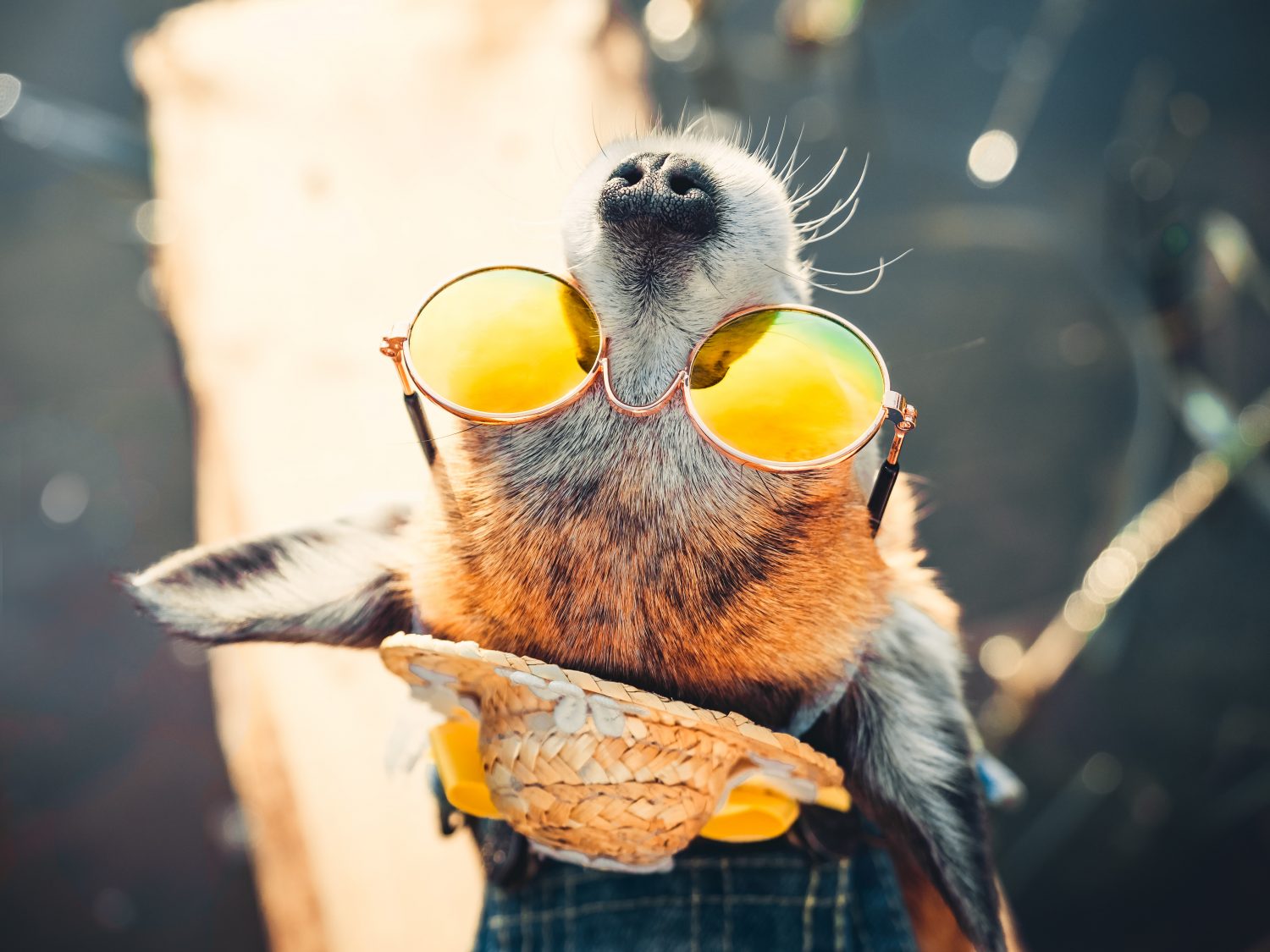 Chihuahua wearing sunglasses and denim overalls enjoys sun. Cute little doggie takes sun baths outdoor