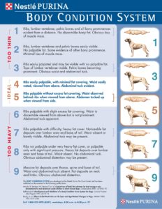 Dog Body Condition Chart 