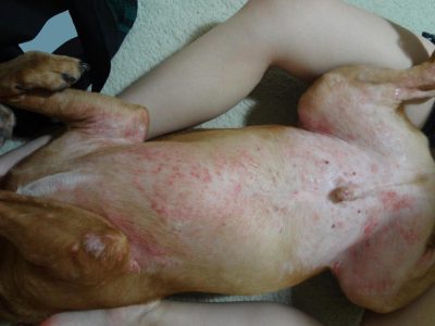 what do chiggers look like on dogs