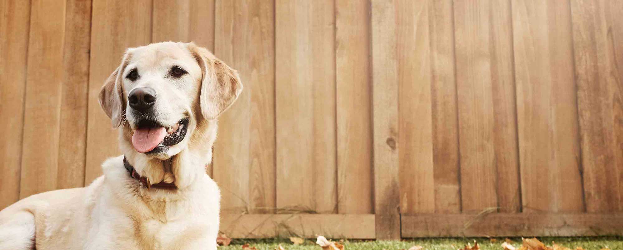 Handsome Labrador Retriever