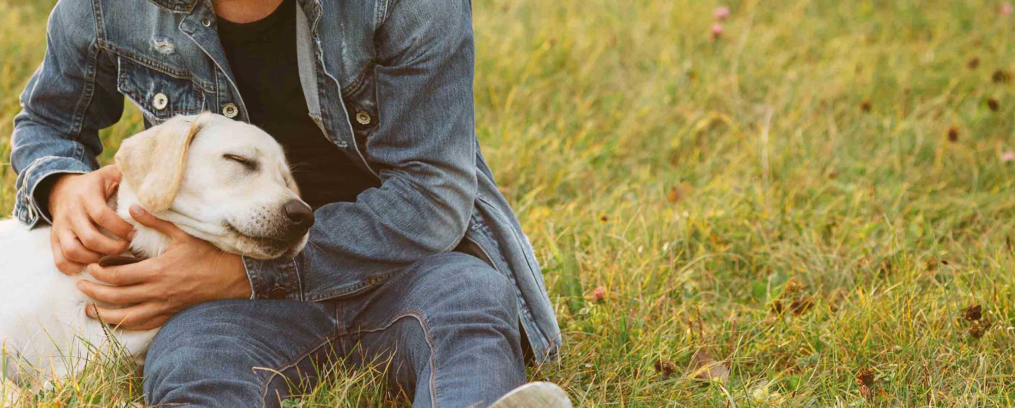 Handsome Labrador Retriever Resting on Owner Wearing Denim Jacket and Pants