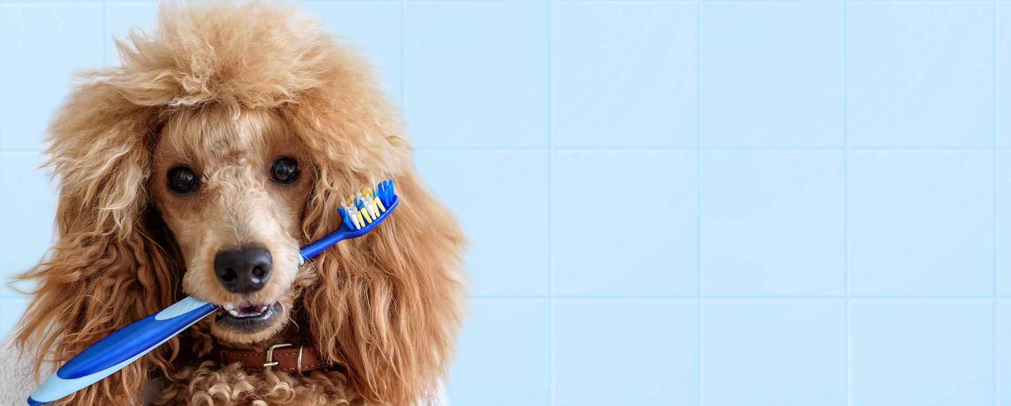 French Poodle with Tooth Brush