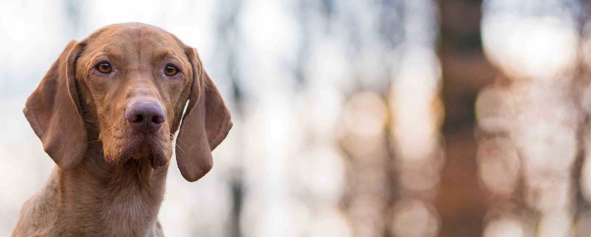 Handsome Brown Dog