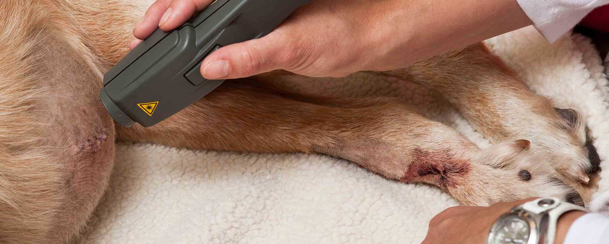 Laser Therapy on a Dog