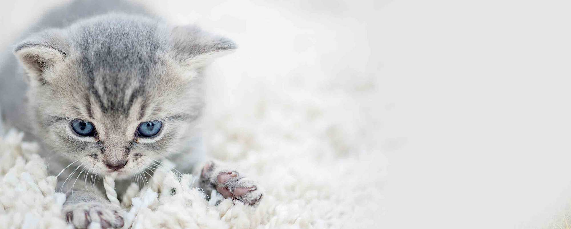 Cuttest Smallest Blue-eyed Kitten