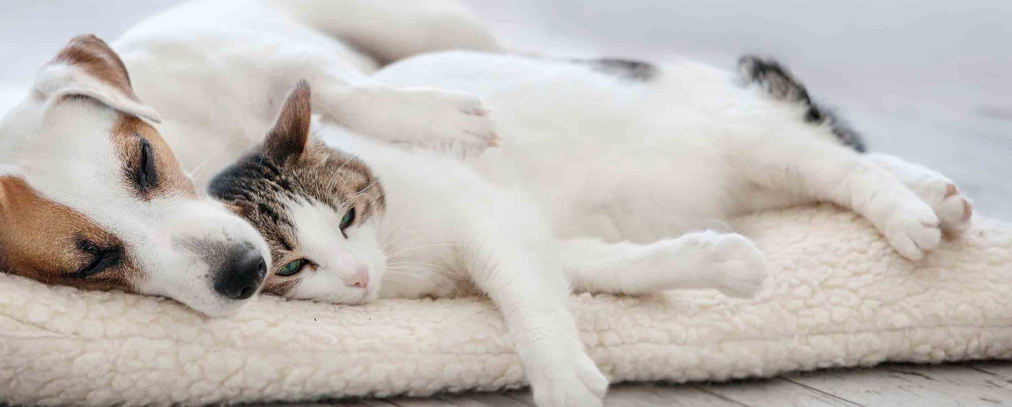 White Dog and White Cat Sleeping