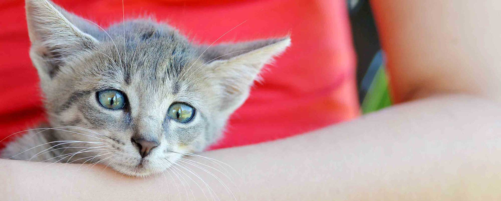 Cute Kitten with Green Eyes