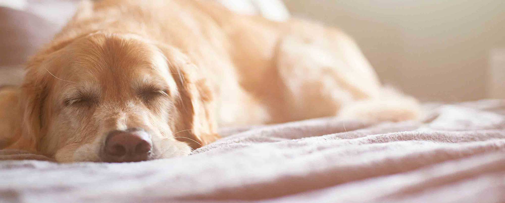 Golden Retriever Sleeping