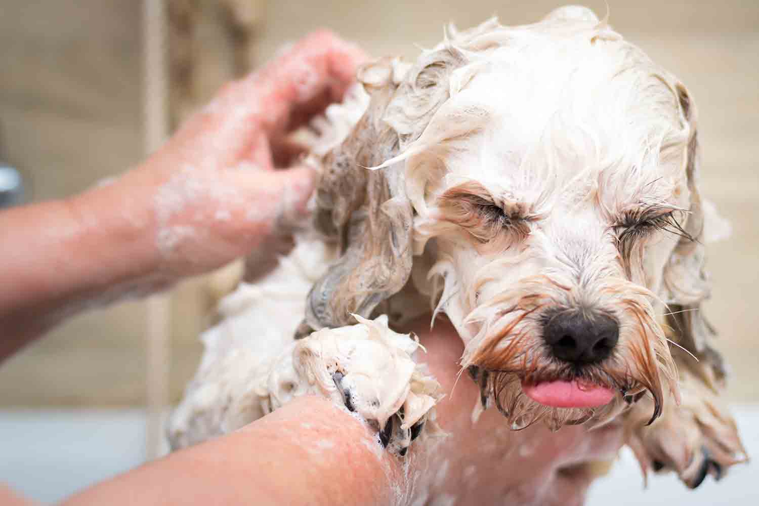 Bathing a dog