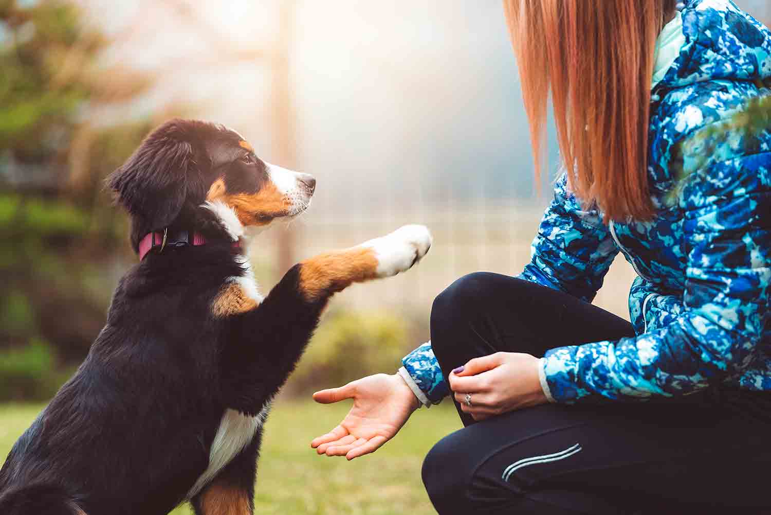 Here you go human, you can have my paw