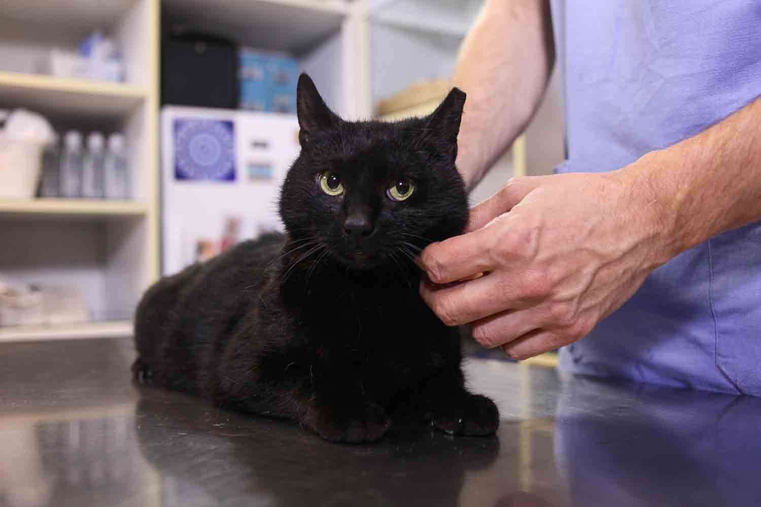 Black cat in veterinary clinic