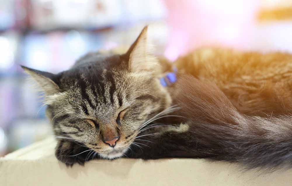 Portrait of sleeping thai cat