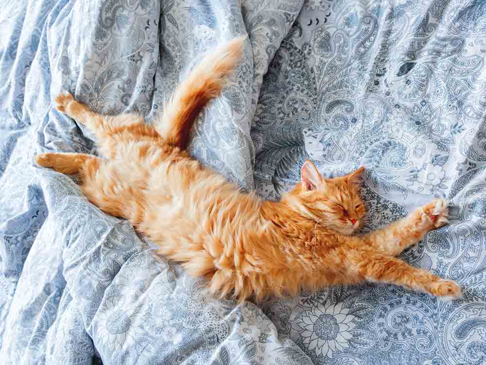 Cute ginger cat lying in bed. Fluffy pet stretching. Cozy home background, morning bedtime.